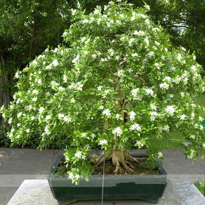 Heirloom Orange Jasmine Shrub Fragrant garden Flower 20 Seeds Murraya