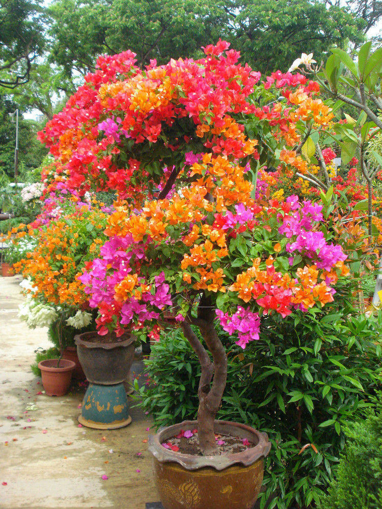 6kinds Bougainvillea seeds Spectabilis plant Bonsai Plant Flower rose