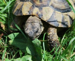 SHIP FROM US 1,200 Russian Tortoise Forage Seed Mix, ZG09 - $15.96