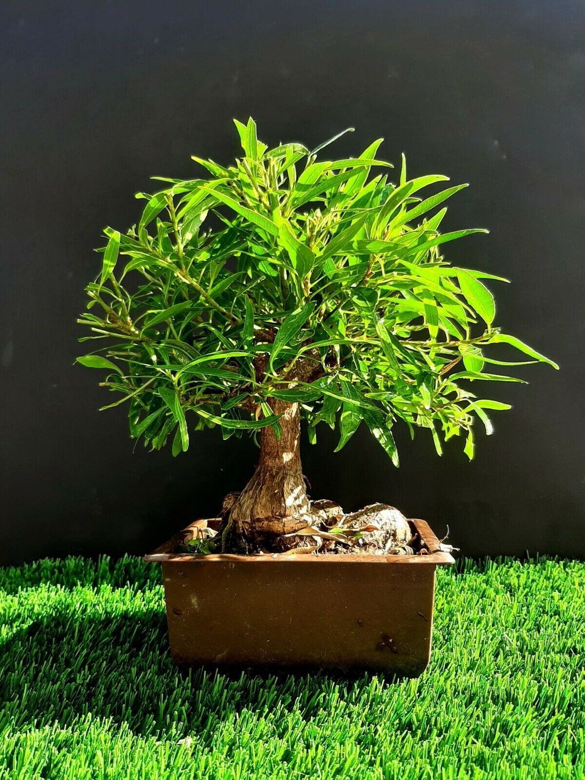 Ficus Nerifolia Micro Bonsai - Natural bonsai - 25 year old plant - Bonsai