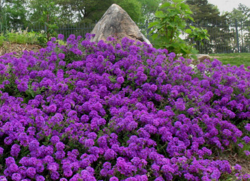 75+ PERENNIAL GROUNDCOVER + FLOWER SEEDS - MOSS VERBENA - 