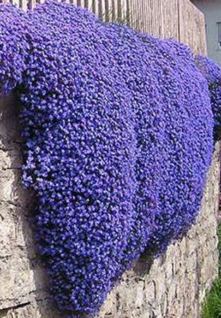 50+ HEIRLOOM PERENNIAL FLOWERING GROUNDCOVER SEEDS ROCK CRESS ...