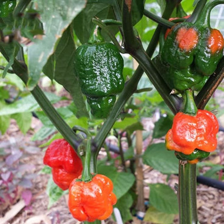 “ 10 PCS SEEDS Trinidad Moruga Scorpion Red Green Chili Pepper Vegetables, the w