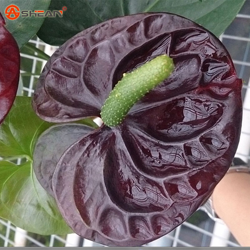 100 Black  Anthurium  Seeds Indoor Potted Hydroponic Flowers 