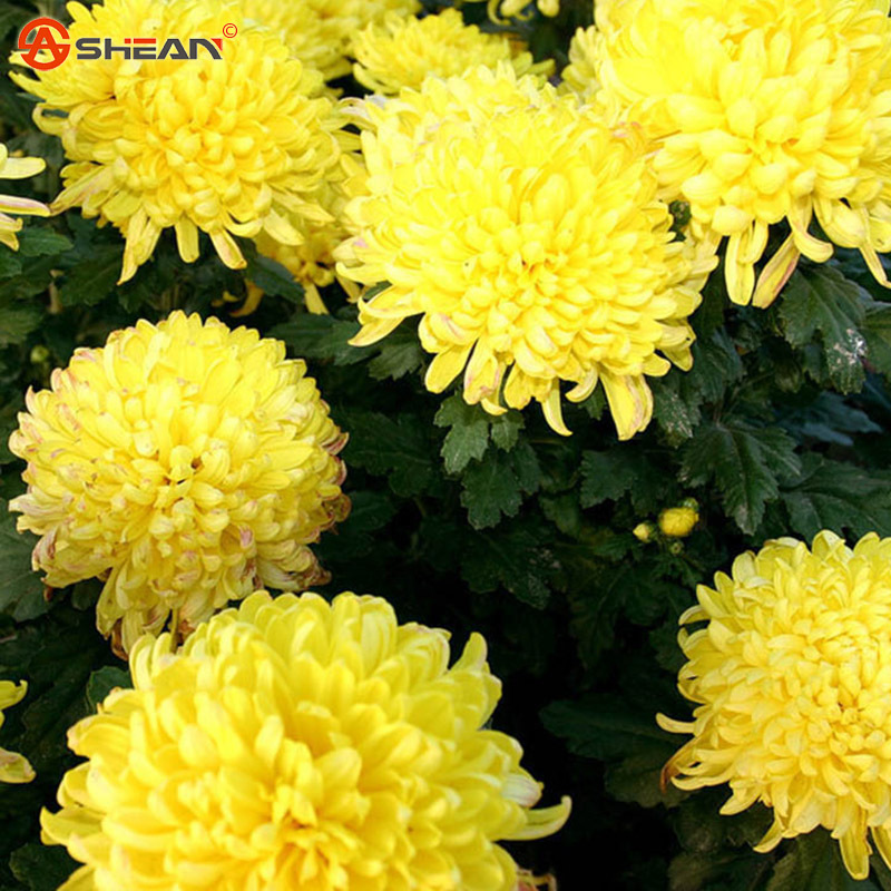 100 Potted Flower Yellow Chrysanthemum Seeds DIY Home