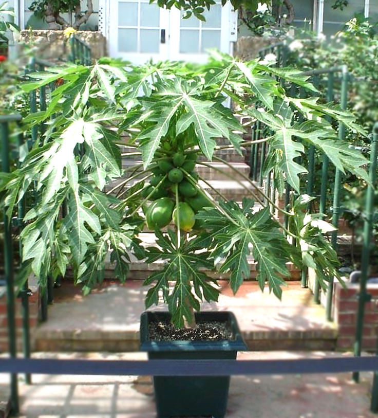 Dwarf Papaya, Mini Fruit Potted Bonsai Papaya 20 Seeds ...