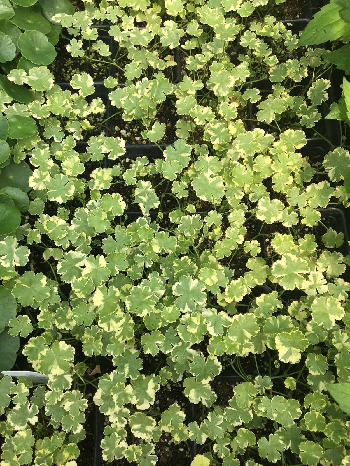 Hydrocotyle sibthorpioides 'Variegata', Variegated Pennywort Plants