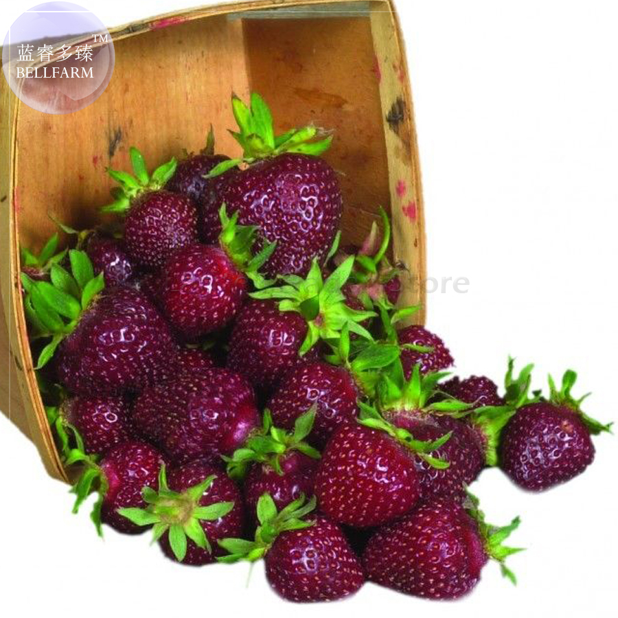 Heirloom Purple Wonder Strawberry Seeds, 100 seeds, professional pack