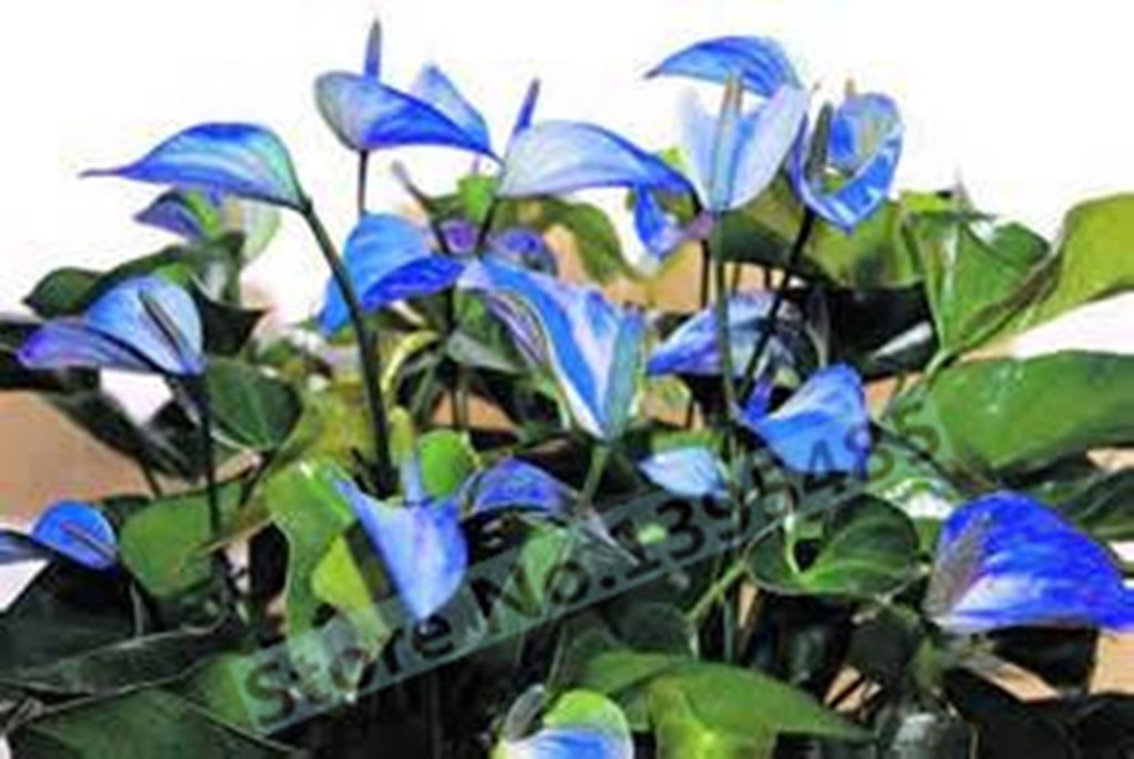 Rare Blue Anthurium Seeds Indoor Flowers Anthurium