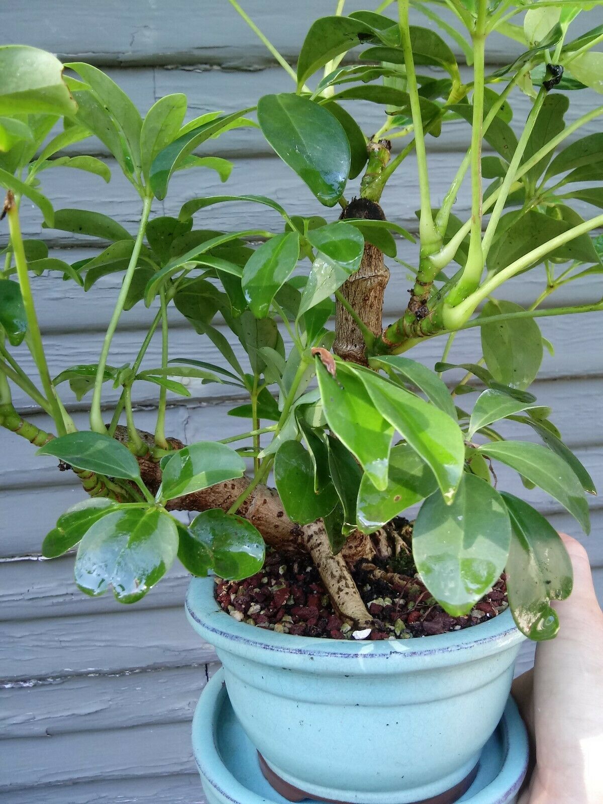 Dwarf Umbrella Tree (Schefflera arboricola) bonsai medium size, Clump