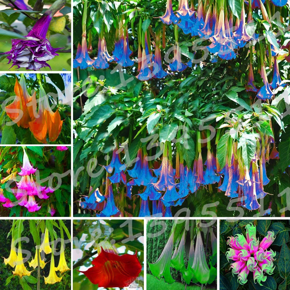 Bonsai flower Brugmansia Datura seeds Rare flower seeds Potted plants