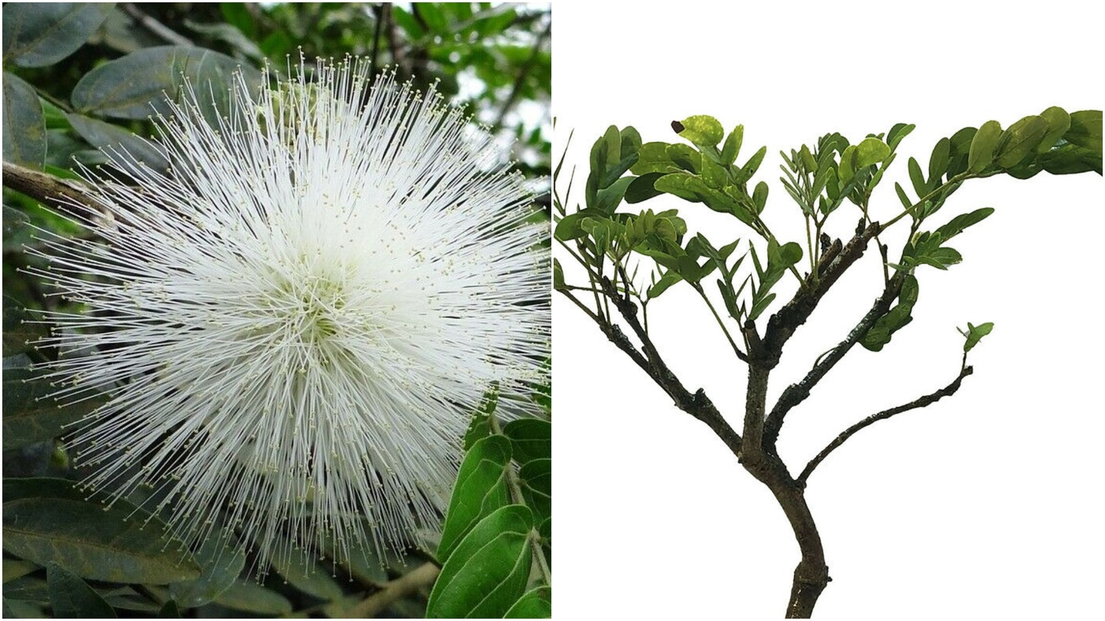 WHITE POWDER PUFF Tree Live Plant Calliandra haematocephylla alba Unique Flowers
