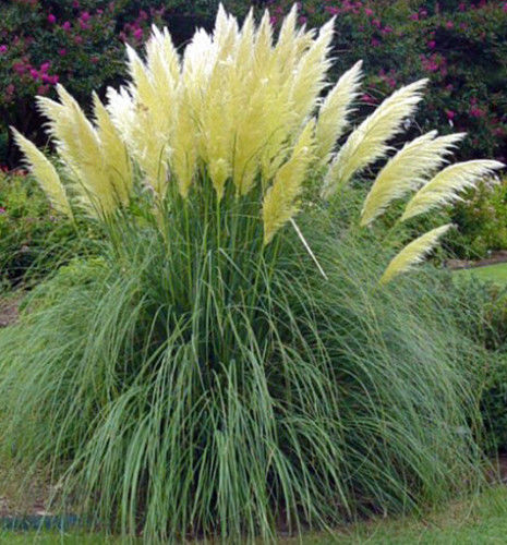 50+ HEIRLOOM ORNAMENTAL GRASS SEEDS - PAMPAS GRASS - 