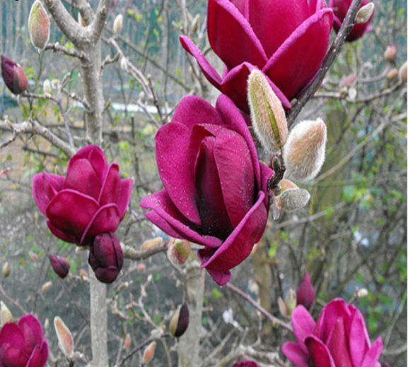 Yulan Magnolia Flower Bud Best Flower Wallpaper