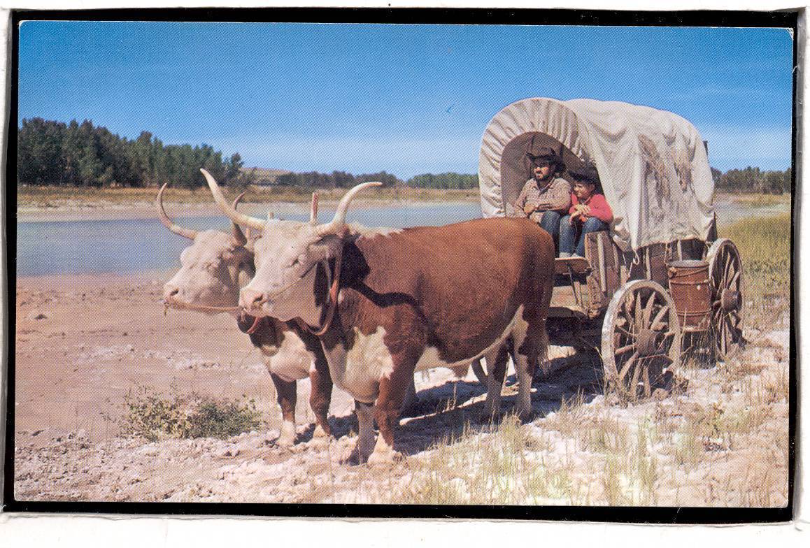 Covered Wagon Pulled by Oxen 1.626 Postcards & Supplies
