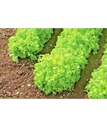SHIPPED FROM US 1,200+SALAD BOWL LETTUCE Organic Non-GMO Spring/Fall See... - $17.00