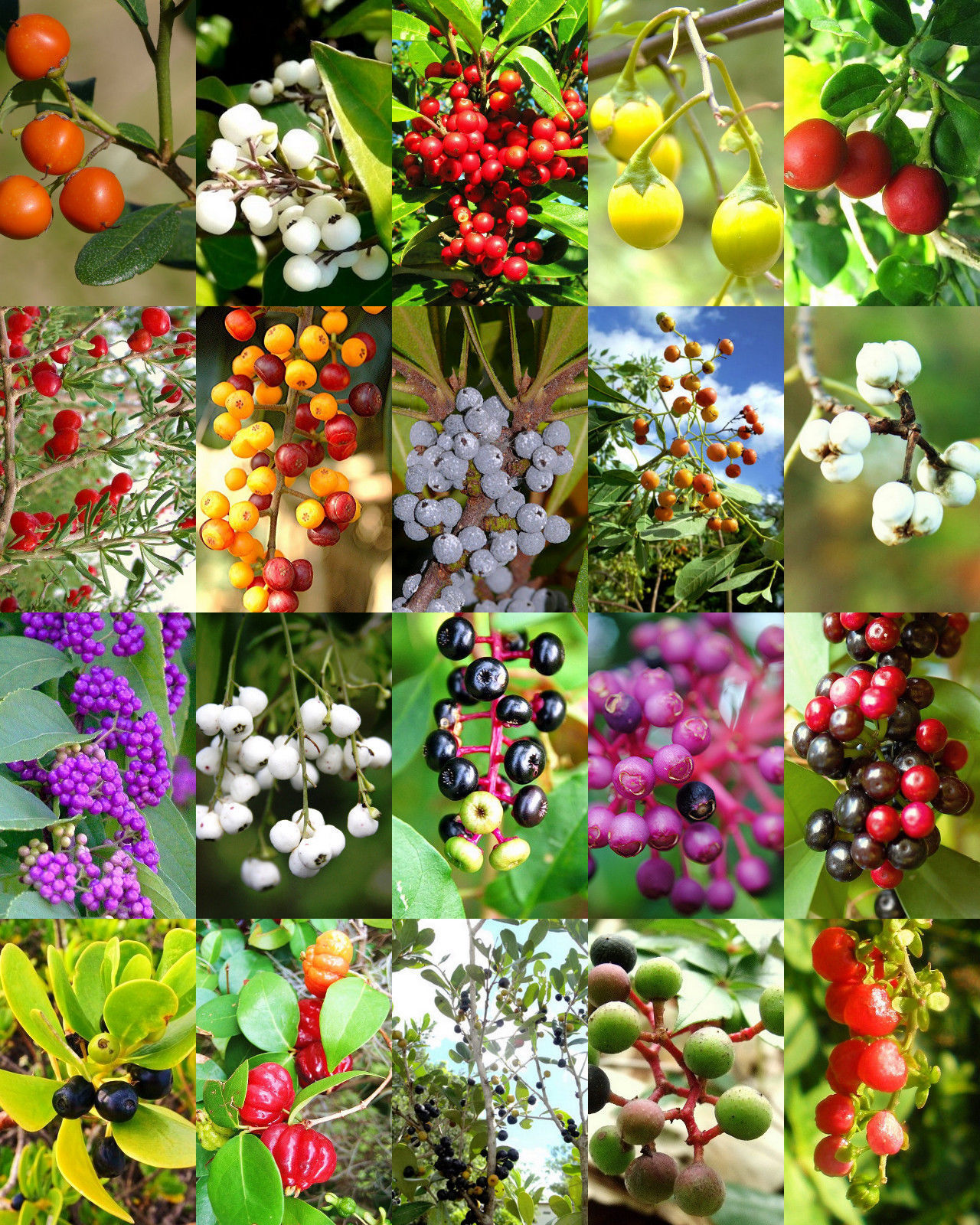 FLORIDA NATIVE BERRIES MIX, rare coast plum fruit WILD BERRY wood seed 50 seeds Cacti & Succulents