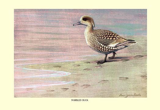 Marbled Duck by Louis Agassil Fuertes - Art Print - $19.99 - $179.99