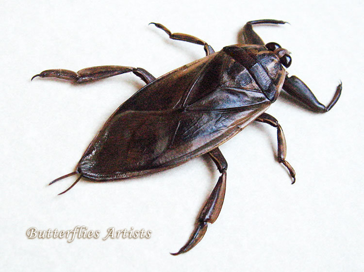 Real Giant Flying Water Bug Lethocerus Grandis Entomology Collectible ...