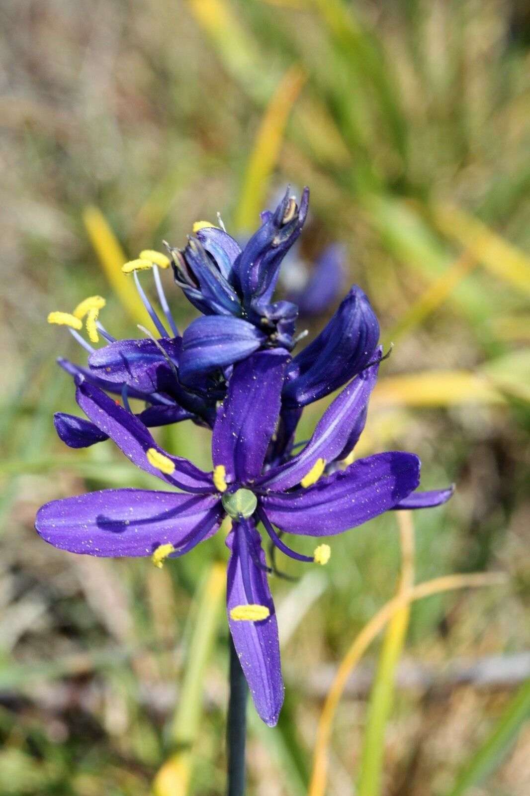 30 BLUE CAMAS Camass Lily Wild Indian Hyacinth Camassia Quamash Flower ...