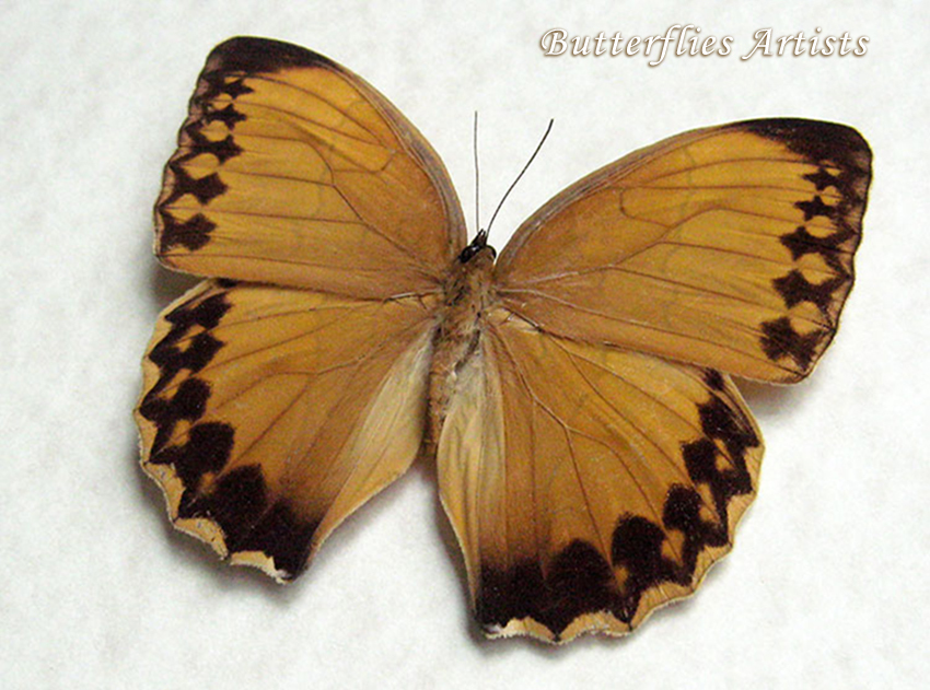 Jungle Queen, Stichophthalma formosana  in a Frame main image 0