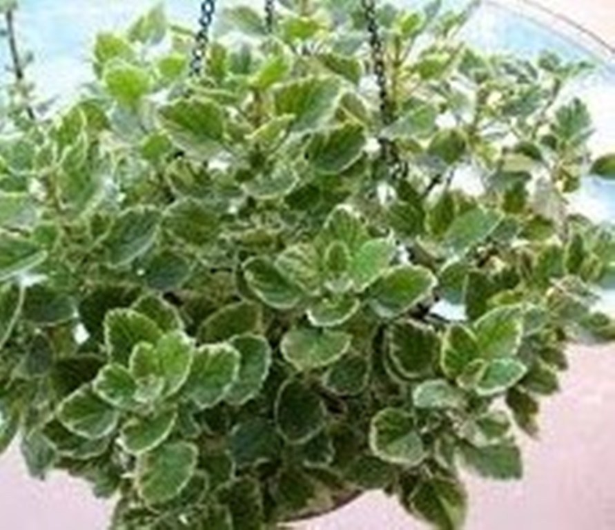 1 Live Plant 2 Pot Plectranthus Coleoides Variegata Plant, Mint Swedish Ivy -DL