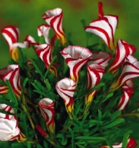 US-Seller Oxalis Versicolor Flowers 50Pcs Seed Beautiful Flowering plants - $8.02