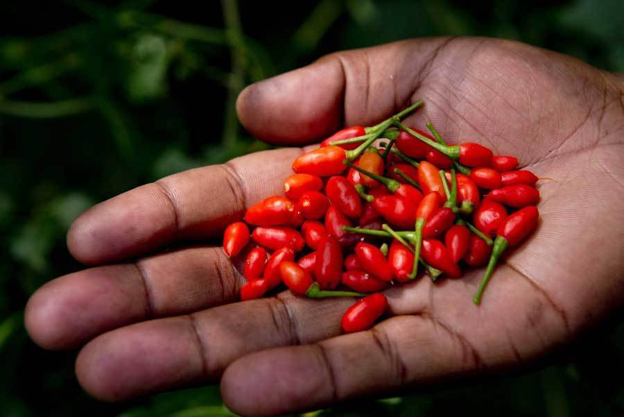 Bird's Eye Chili Pepper Seeds - Loads of tiny hot peppers SEE OUR STORE ...