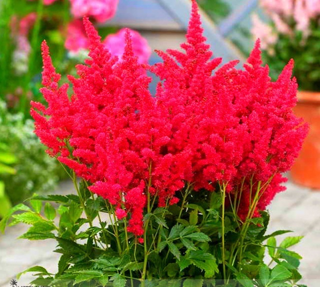 100 Fireberry False Spiraea Red Astilbe Perennial Flower Seeds ...