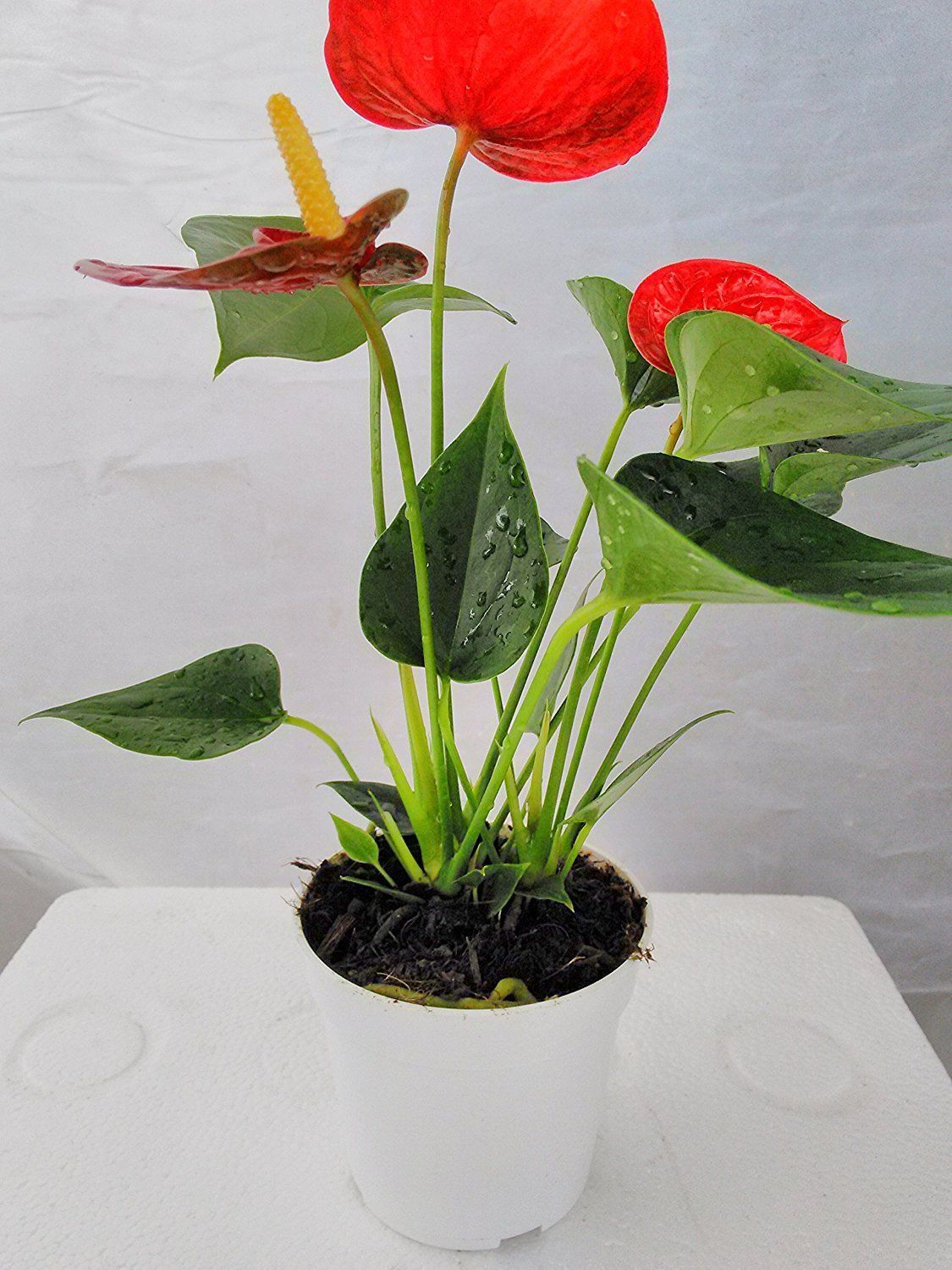 Hawaiian Red Anthurium Plant 8 10 Inches in a 4" Pot Houseplants