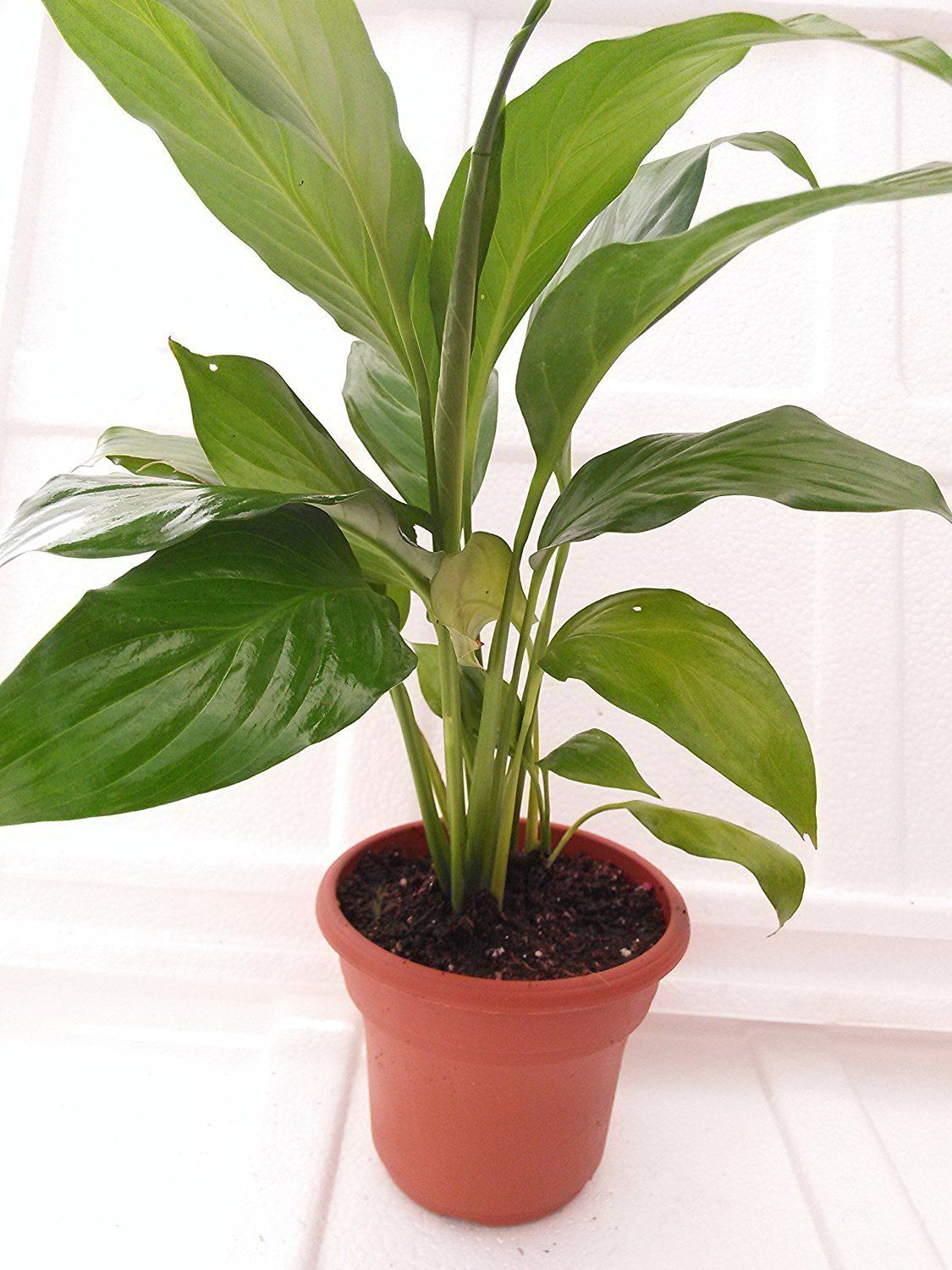 Peace Lily Plant - Spathyphyllium - Great House Plant - 4.5