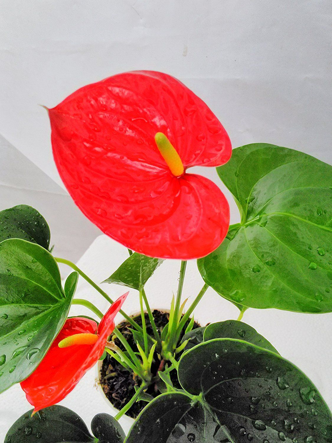 Hawaiian Red Anthurium Plant 8 - 10 Inches in a 4