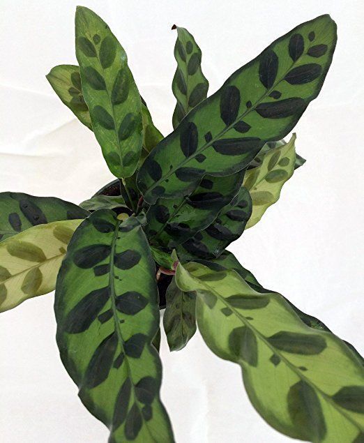 Rattlesnake Plant - Calathea lancifolia - Easy House Plant ...