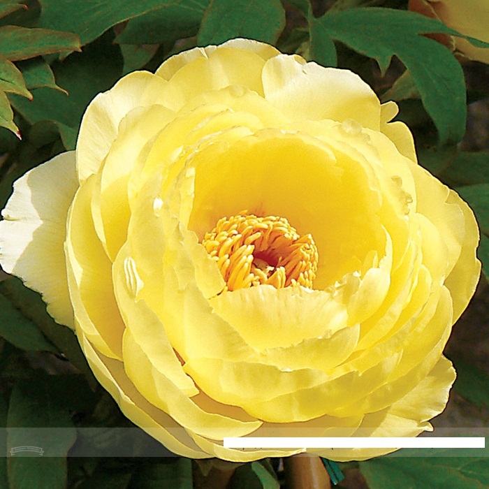 My Image 23