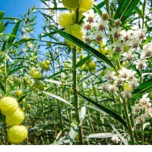 10 African Milkweed Seeds (Asclepias fruticosa better