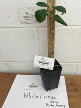 White Fringe tree quart pot image 4