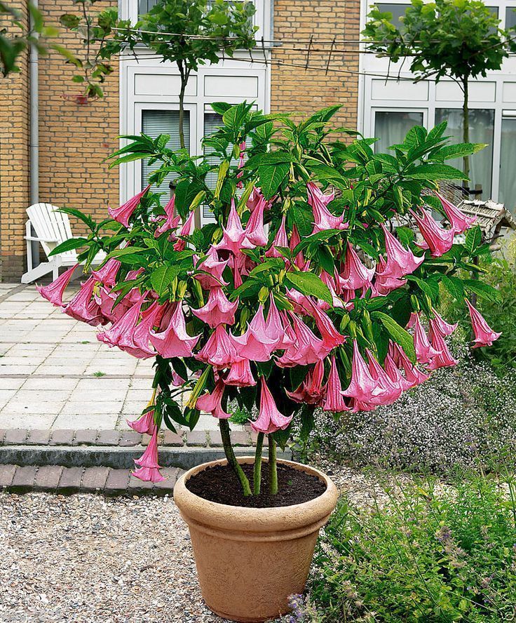 Angel Trumpet Pink BRUGMANSIA SEEDS Huge, Fragrant Trumpet flowers