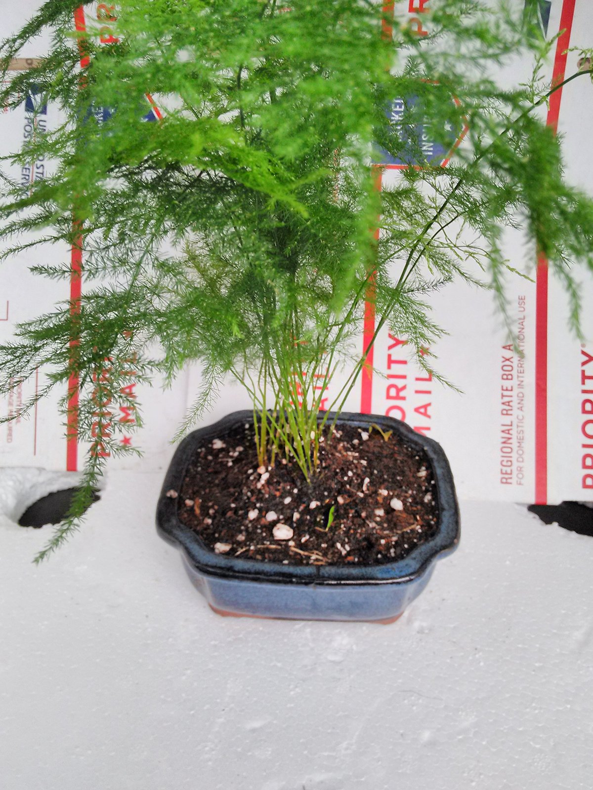 Jmbamboo Fern Leaf Plumosus Asparagus Fern Bonsai Pot 4x4x2 Easy