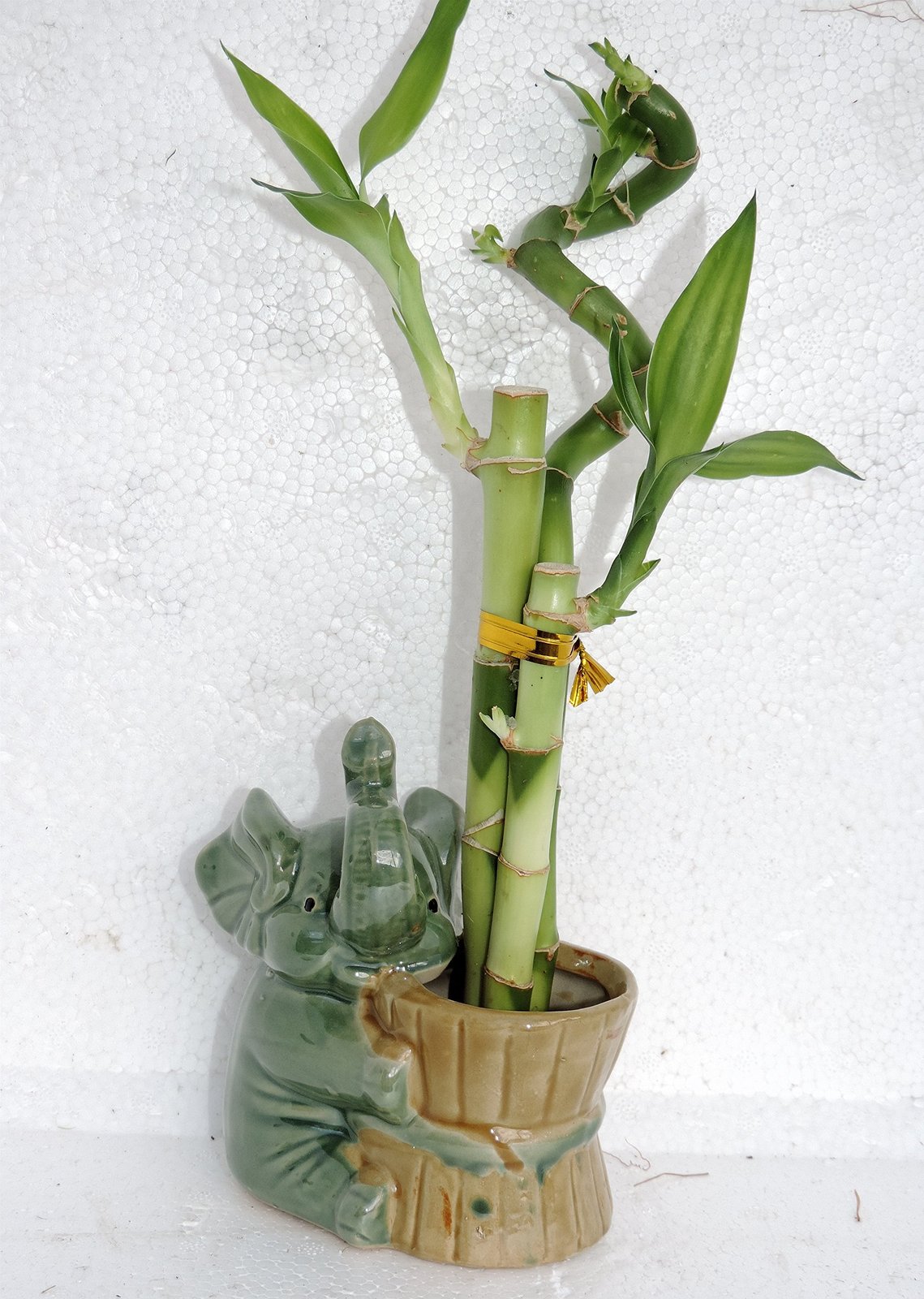 Live 3 Style Lucky Bamboo Plant Arrangement with ceramic pot/elephant