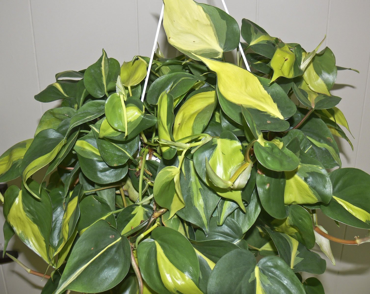 brazilLeaf Philodendron Easiest House Plant to Grow 4