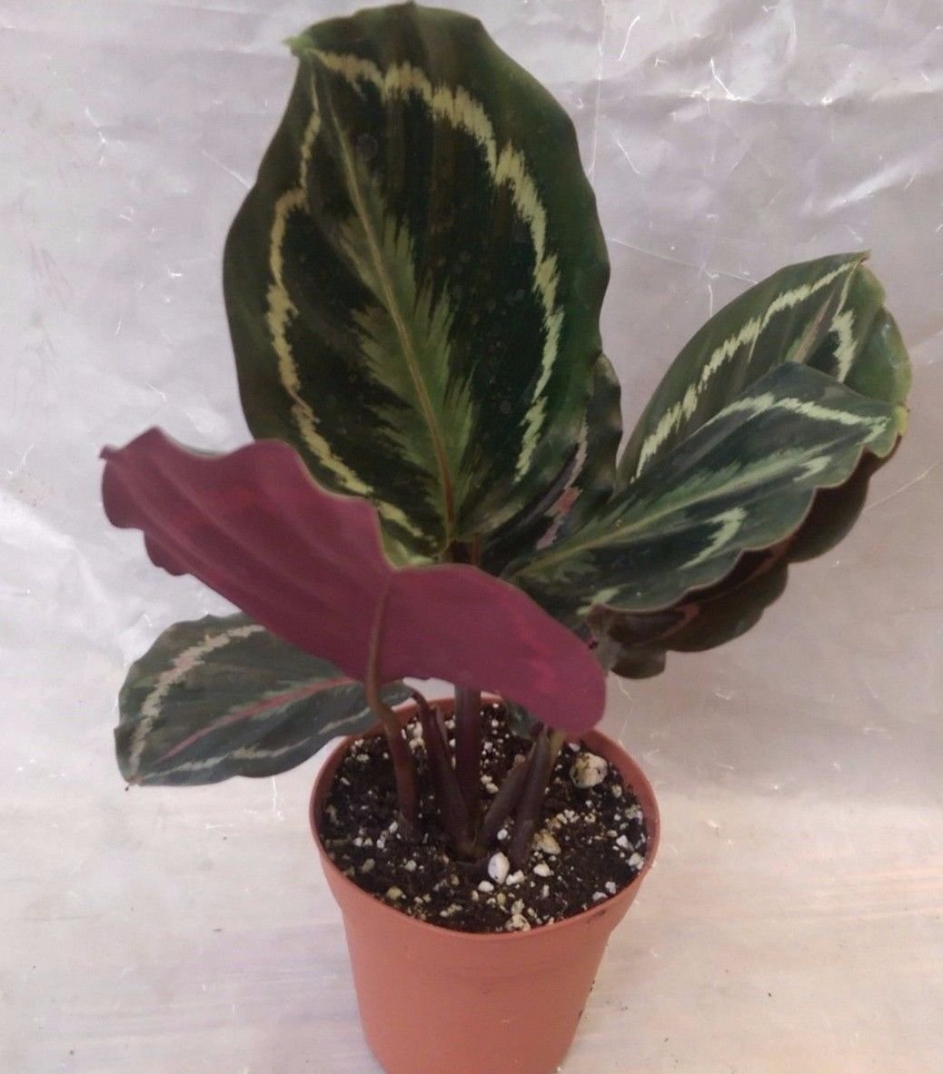 Medallion Prayer Plant Calathea 4 Pot And 50 Similar Items - 