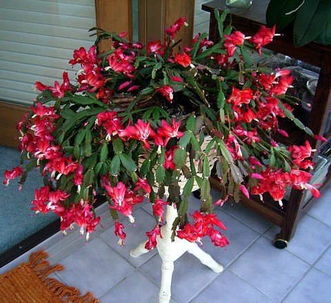 Red Christmas Cactus Plant - Zygocactus - 4