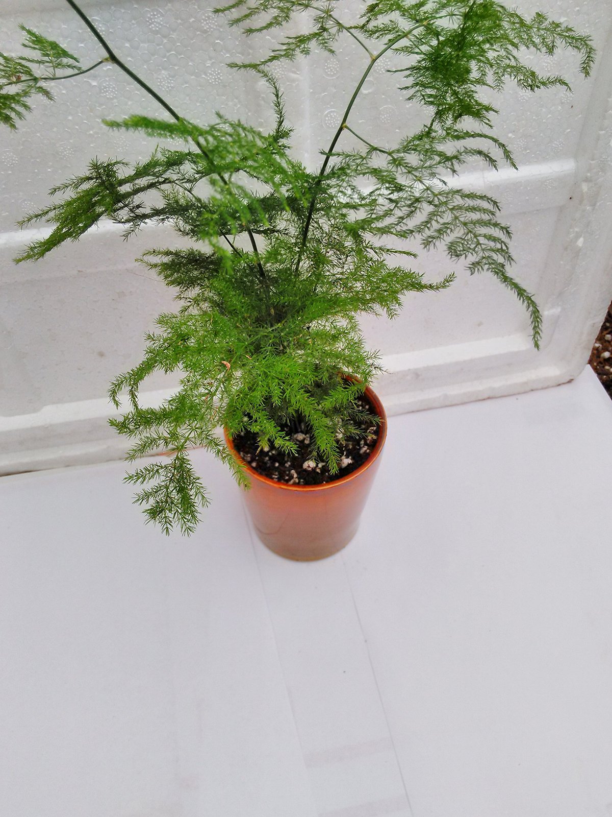 Jmbamboo- Fern Leaf Plumosus Asparagus Fern Yellow- 4