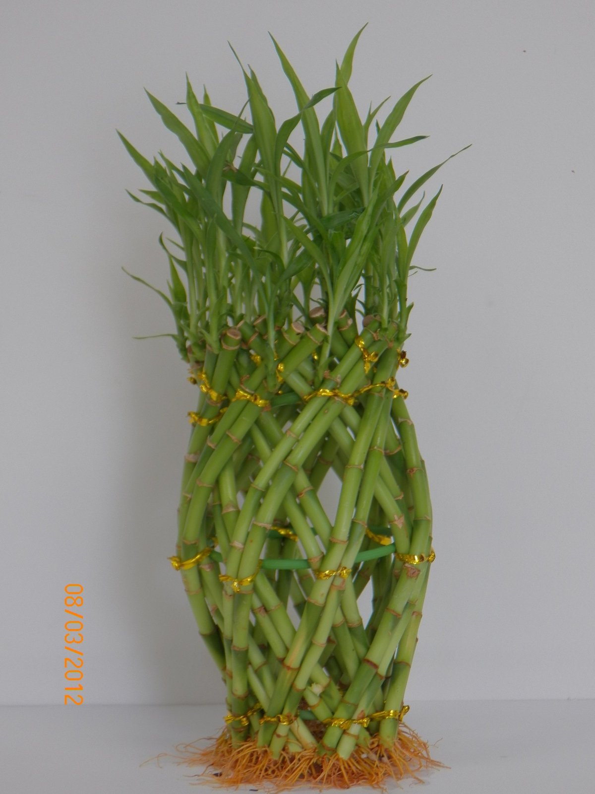 Pineapple lucky bamboo Bulk Fresh Flowers