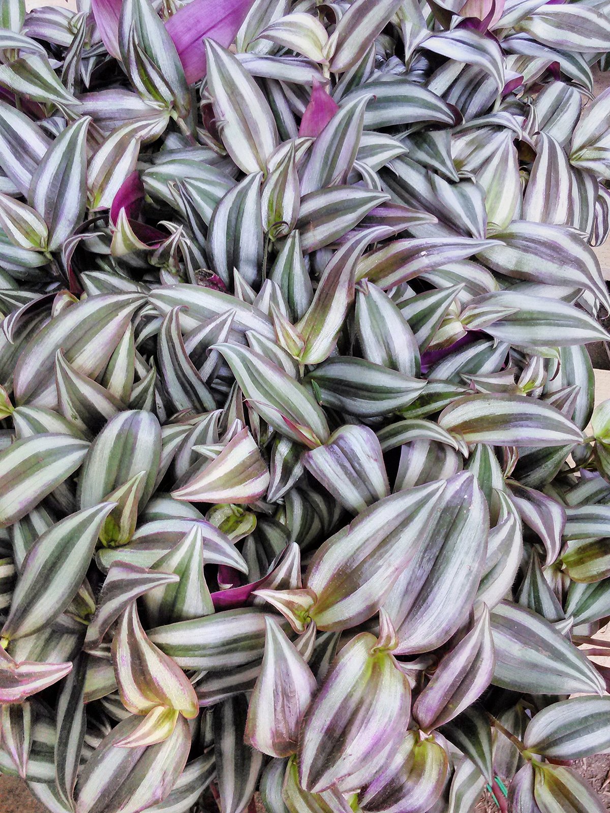 Purple Wandering Jew 4&quot; Hanging Pot Easy to Grow House