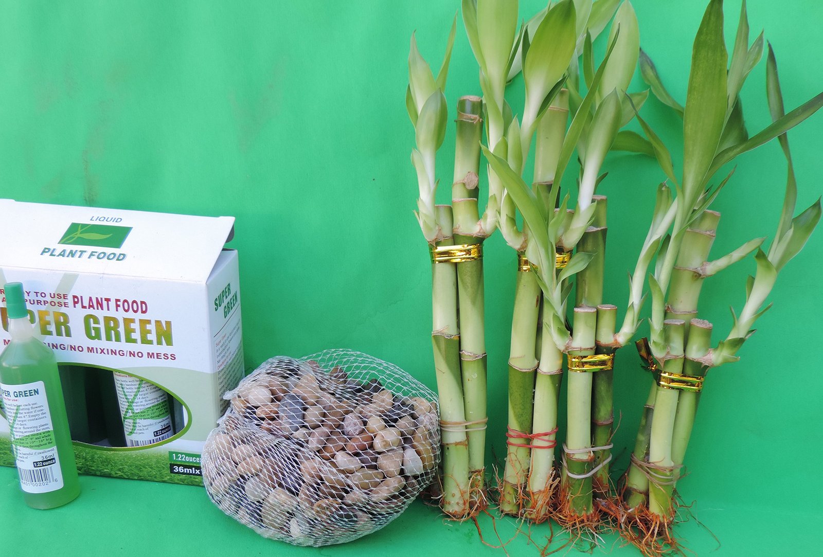 LUCKY BAMBOO SET DECORATION RIVER ROCK AND SUPER GREEN PLANT FOOD Bamboo