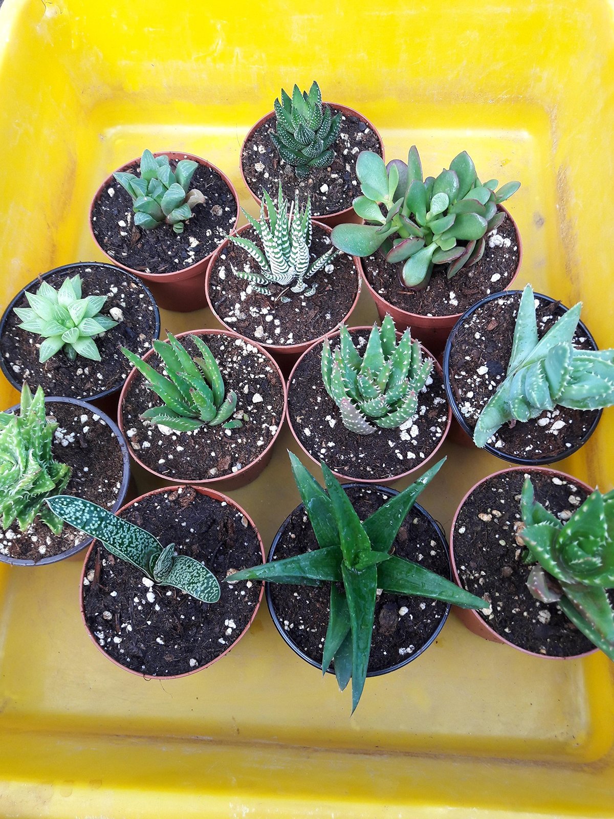 Haworthia Collection 8 Plants Easy to Grow/hard to Kill