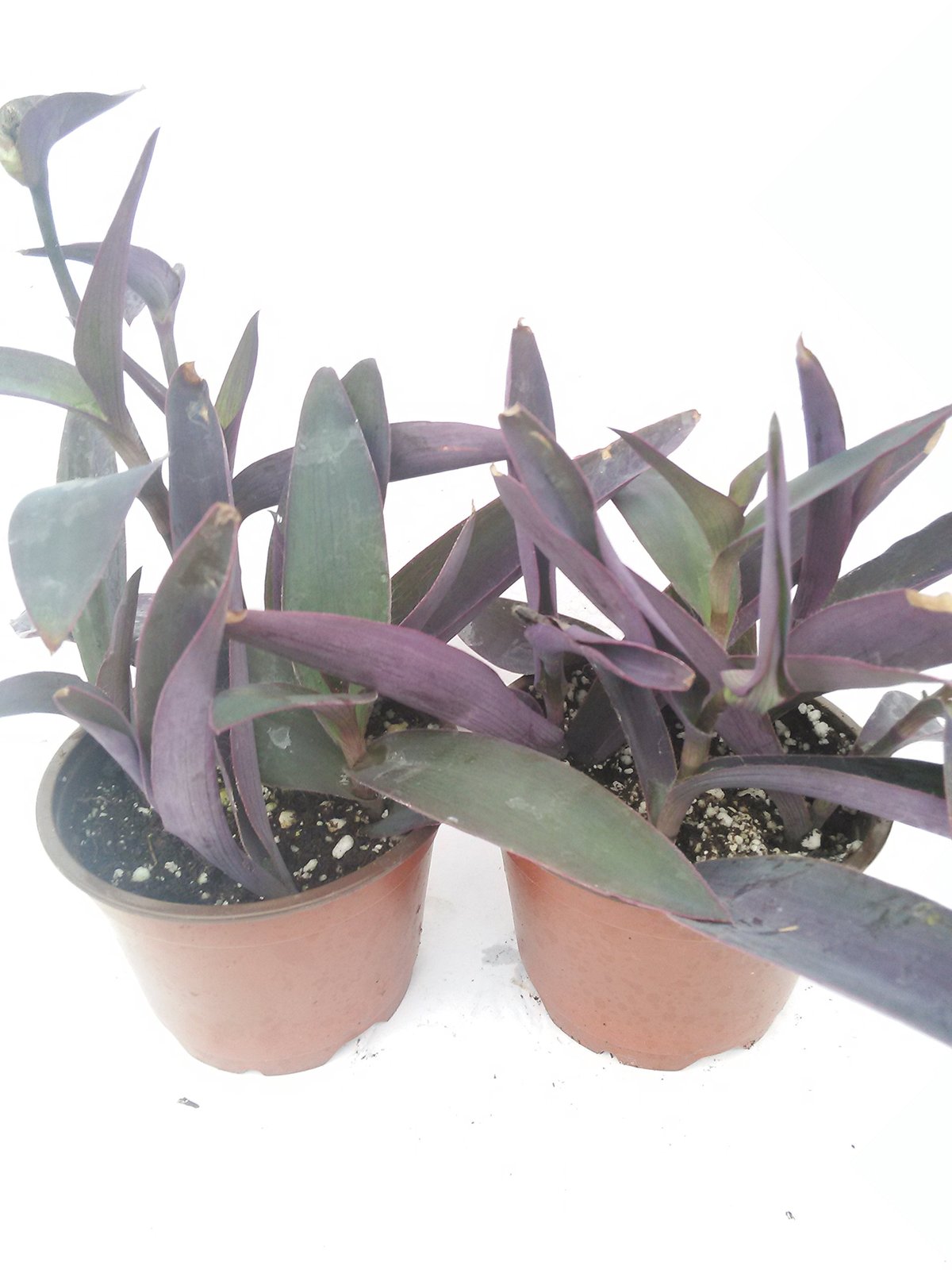 Two Purple Heart Plant Setcreasea Indoors or Out Easy 4
