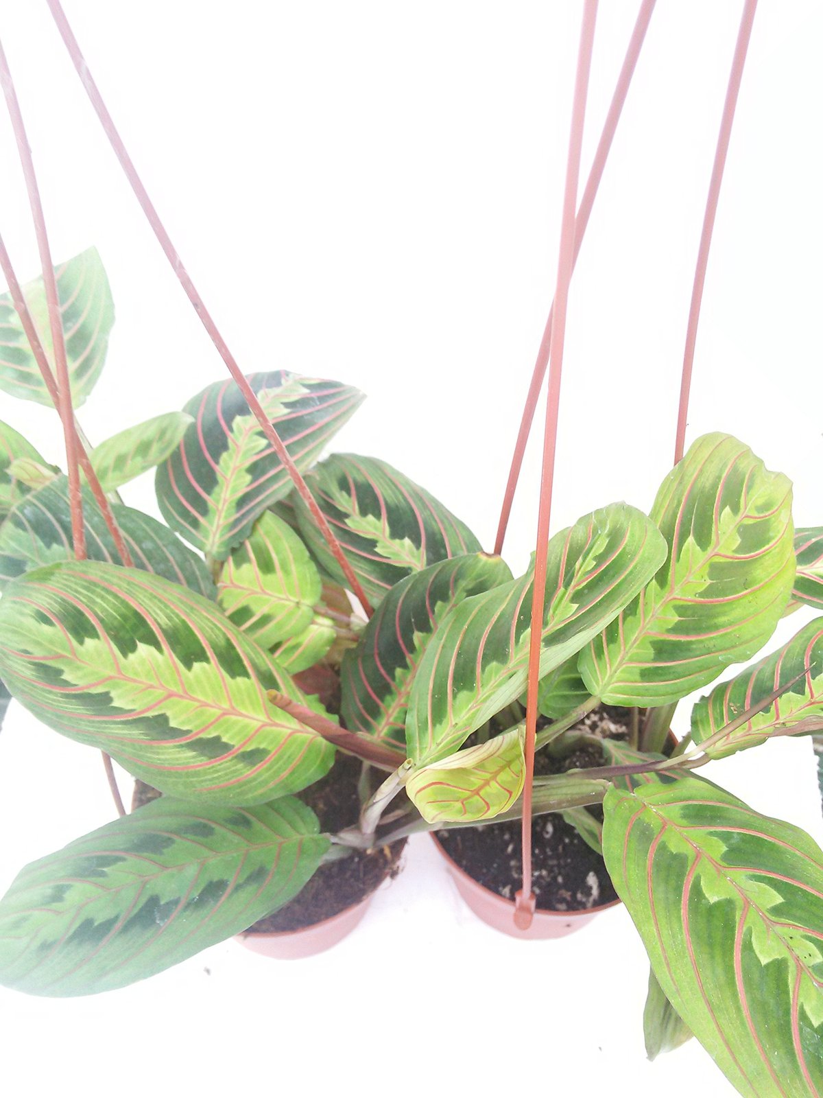 *Two Red Prayer Plant Maranta 4" Hanging Pot /From Jmbamboo Houseplants