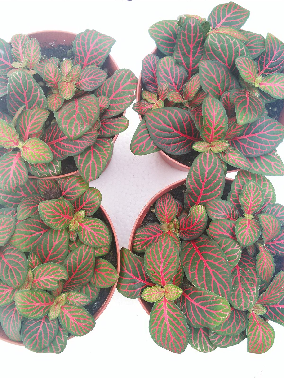 Red Veined Nerve Plant Fittonia Easy House Plant 4